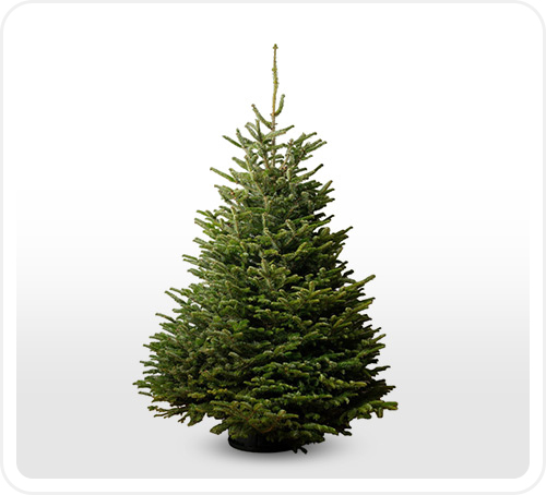 Φυσικό χριστουγεννιάτικο δέντρο διαθέσιμο για αγορά