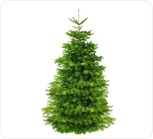 Φυσικό χριστουγεννιάτικο δέντρο διαθέσιμο για αγορά