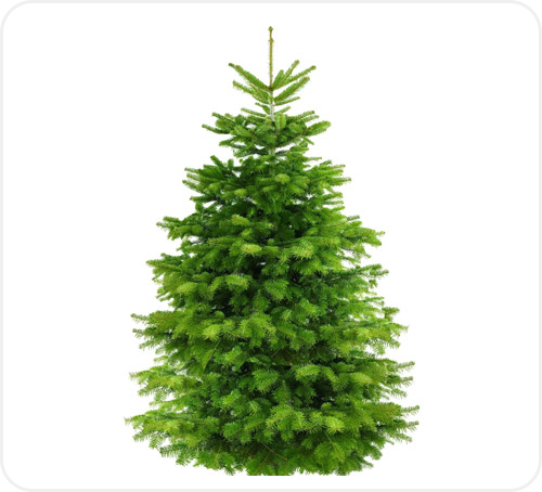 Φυσικό χριστουγεννιάτικο δέντρο διαθέσιμο για αγορά