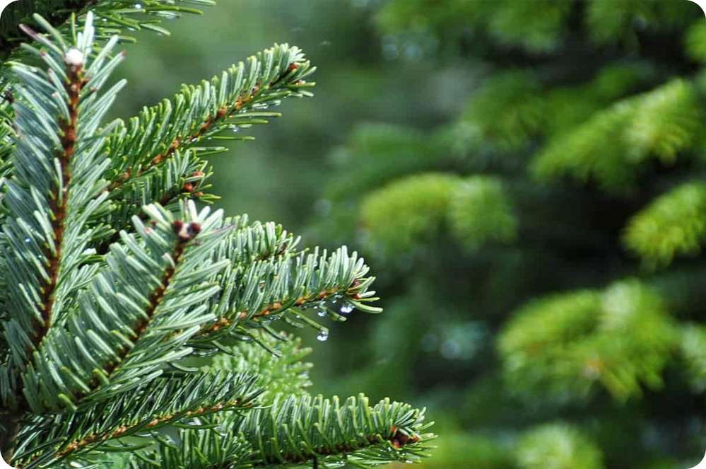 Φυσικά χριστουγεννιάτικα δέντρα διαθέσιμα για αγορά