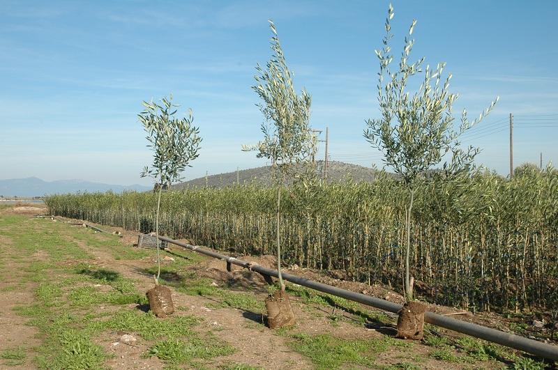 Φυσικό περιβάλλον και δέντρα